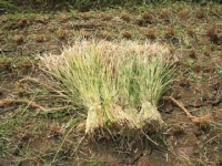 クリックすると大きな画像が出てきます。