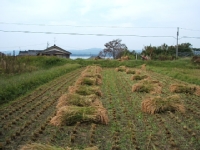 クリックすると大きな画像が出てきます。