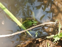 クリックすると大きな画像が出てきます。