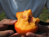 クリックすると大きな画像が出てきます。