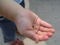 クリックすると大きな画像が出てきます。