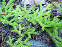 クリックすると大きな画像が出てきます。