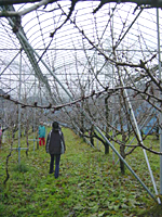 クリックすると大きな画像が出てきます。