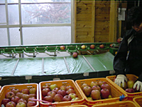 クリックすると大きな画像が出てきます。