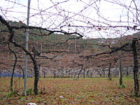 クリックすると大きな画像が出てきます。