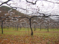 クリックすると大きな画像が出てきます。