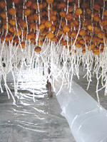 クリックすると大きな画像が出てきます。