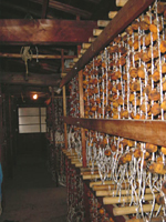 クリックすると大きな画像が出てきます。