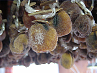 クリックすると大きな画像が出てきます。