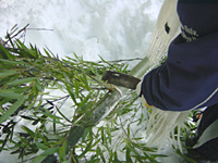 クリックすると大きな画像が出てきます。