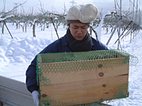 クリックすると大きな画像が出てきます。