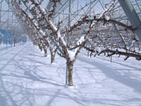 クリックすると大きな画像が出てきます。