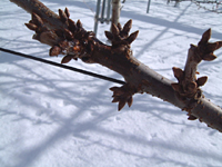 クリックすると大きな画像が出てきます。