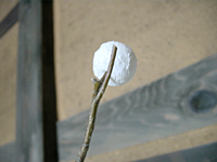 クリックすると大きな画像が出てきます。