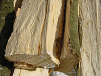 クリックすると大きな画像が出てきます。