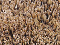 クリックすると大きな画像が出てきます。