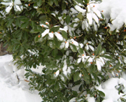 クリックすると大きな画像が出てきます。