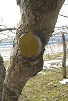 クリックすると大きな画像が出てきます。