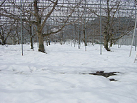 クリックすると大きな画像が出てきます。