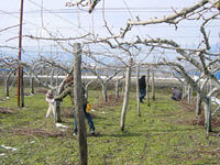 クリックすると大きな画像が出てきます。