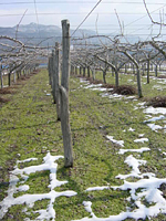 クリックすると大きな画像が出てきます。