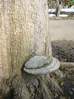 クリックすると大きな画像が出てきます。