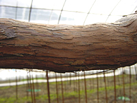 クリックすると大きな画像が出てきます。