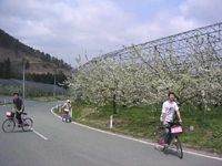 クリックすると大きな画像が出てきます。