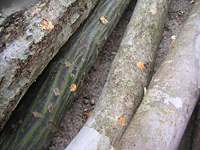 クリックすると大きな画像が出てきます。