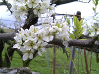 クリックすると大きな画像が出てきます。