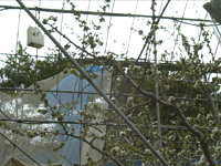 クリックすると大きな画像が出てきます。