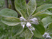 クリックすると大きな画像が出てきます。