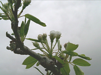 クリックすると大きな画像が出てきます。