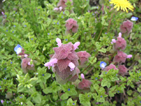 クリックすると大きな画像が出てきます。