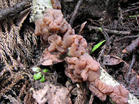 クリックすると大きな画像が出てきます。