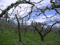 クリックすると大きな画像が出てきます。