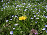 クリックすると大きな画像が出てきます。