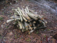 クリックすると大きな画像が出てきます。