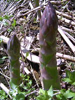 クリックすると大きな画像が出てきます。