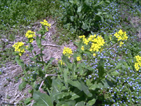 クリックすると大きな画像が出てきます。