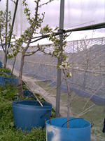 クリックすると大きな画像が出てきます。