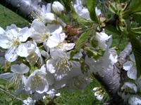 クリックすると大きな画像が出てきます。