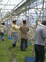 クリックすると大きな画像が出てきます。