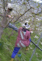 クリックすると大きな画像が出てきます。