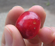 クリックすると大きな画像が出てきます。