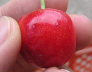 クリックすると大きな画像が出てきます。