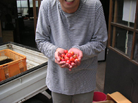 クリックすると大きな画像が出てきます。