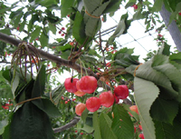 クリックすると大きな画像が出てきます。