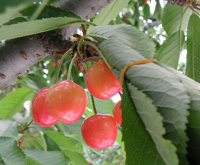 クリックすると大きな画像が出てきます。