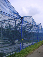 クリックすると大きな画像が出てきます。